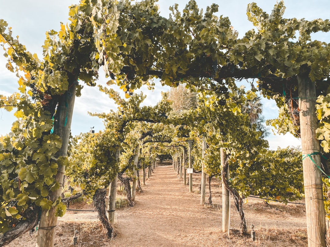 Sonnenhang-Steillage